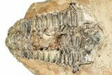 Fossil Calymene Trilobite In Nodule (Pos/Neg) - Morocco #251748-1